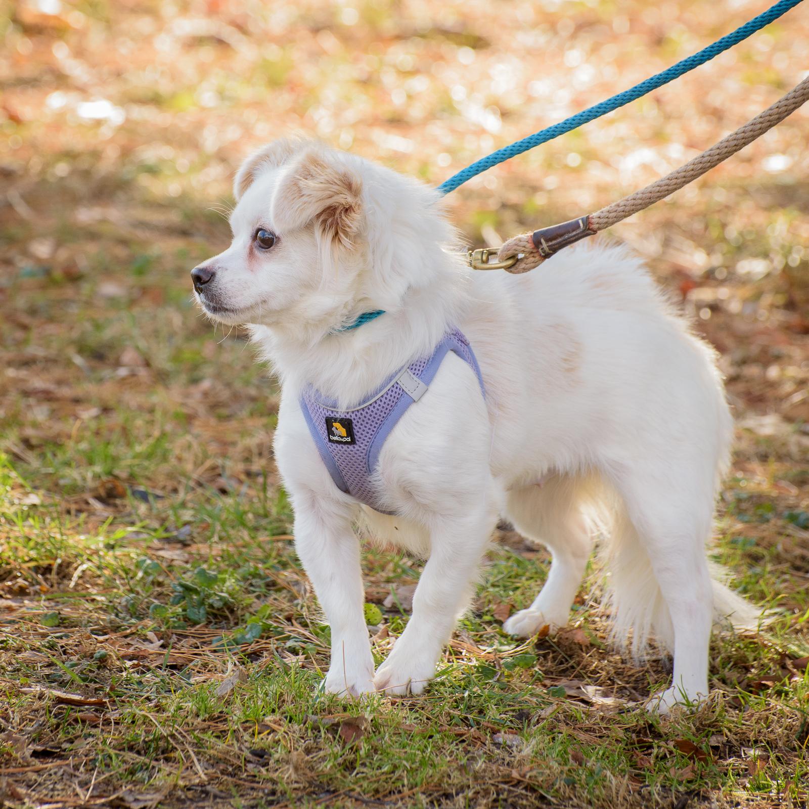 Enlarge Nella, a Adoptable mixed breed in Lambertville, NJ image 3/5