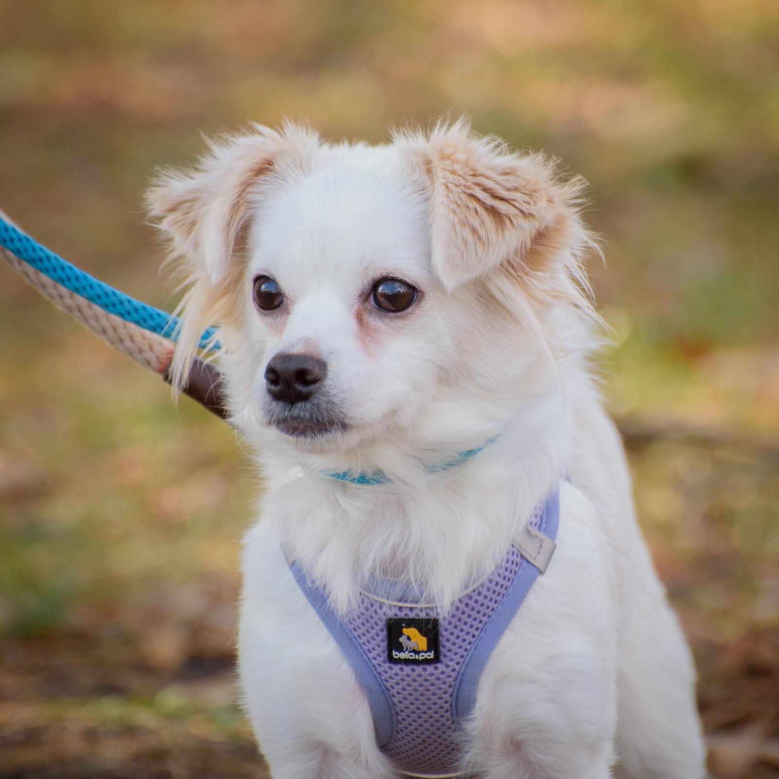 Enlarge Nella, a Adoptable mixed breed in Lambertville, NJ image 4/5