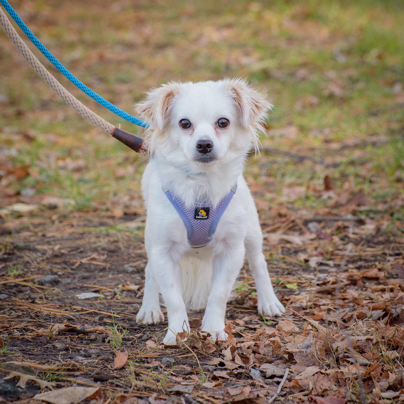 Enlarge Nella, a Adoptable mixed breed in Lambertville, NJ image 5/5