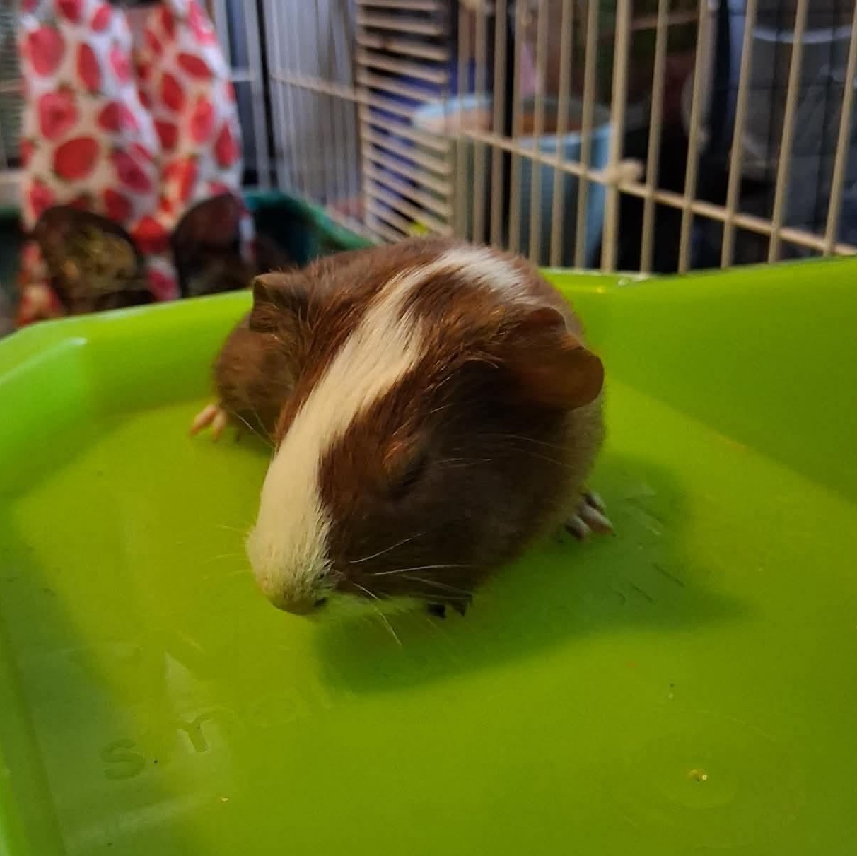 Enlarge Jimmy, an adopted Guinea Pig in Rochester, NY image 2/3