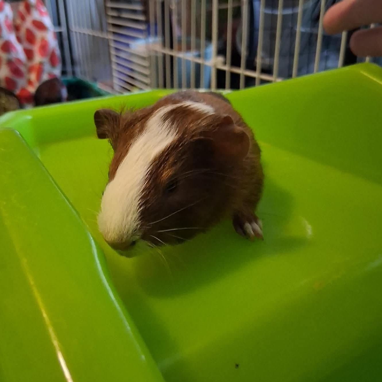 Enlarge Jimmy, an adopted Guinea Pig in Rochester, NY image 3/3
