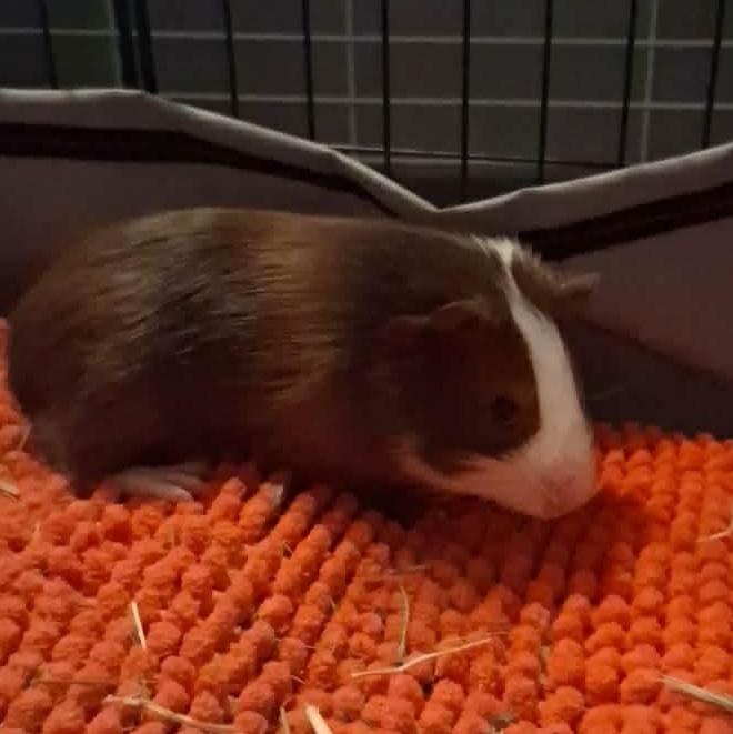 Jimmy, adopted, Baby Male Guinea Pig.