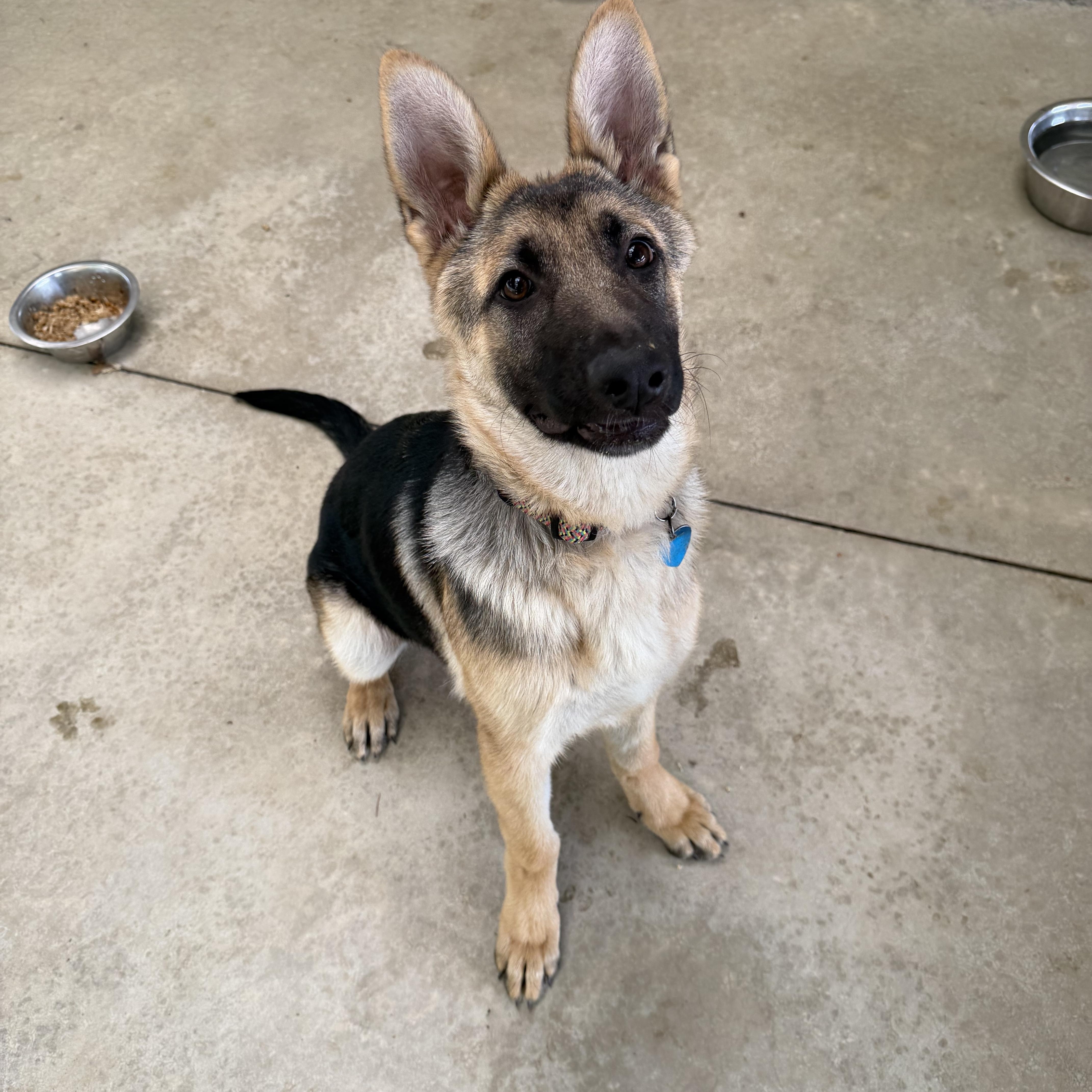 Stella, an adopted German Shepherd Dog in Hood River, OR image 2/2