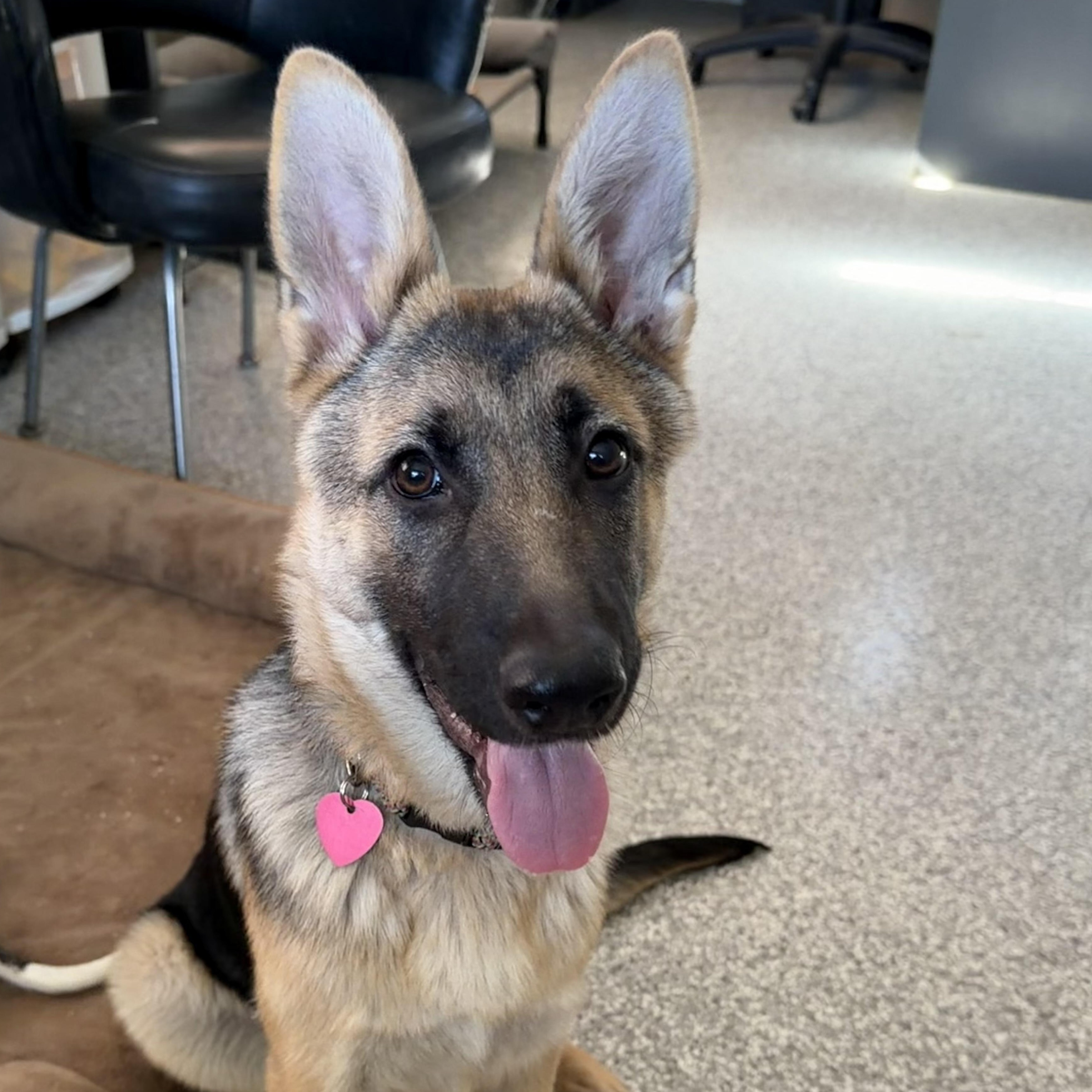 Stella, an adopted German Shepherd Dog in Hood River, OR image 1/2