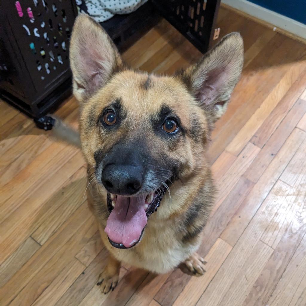 Leo, Adoptable, Senior Male German Shepherd Dog.