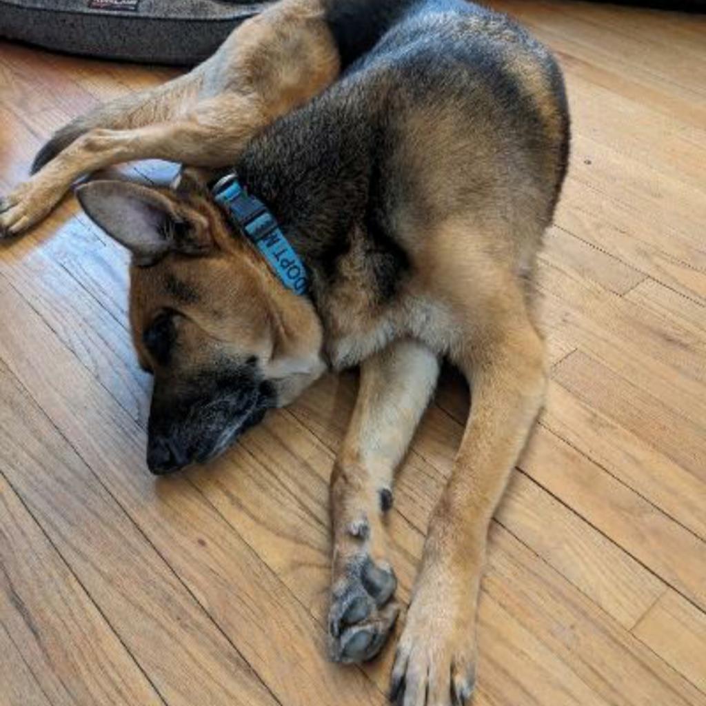 Enlarge Leo, a Adoptable German Shepherd Dog in Houston, TX image 2/5