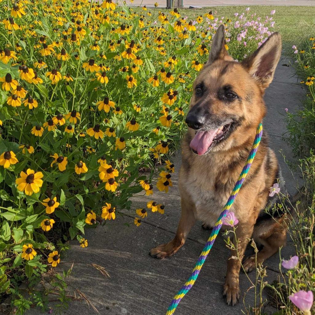 Enlarge Leo, a Adoptable German Shepherd Dog in Houston, TX image 3/5