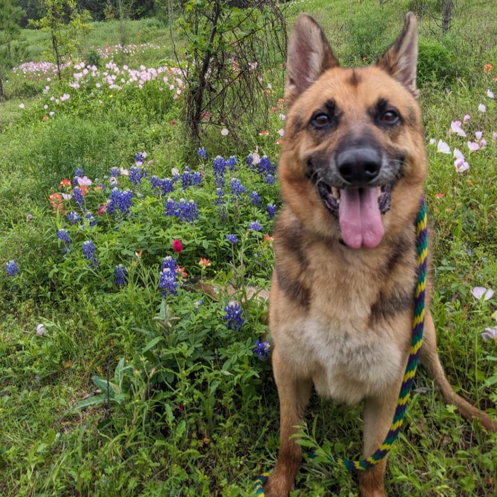 Enlarge Leo, a Adoptable German Shepherd Dog in Houston, TX image 4/5