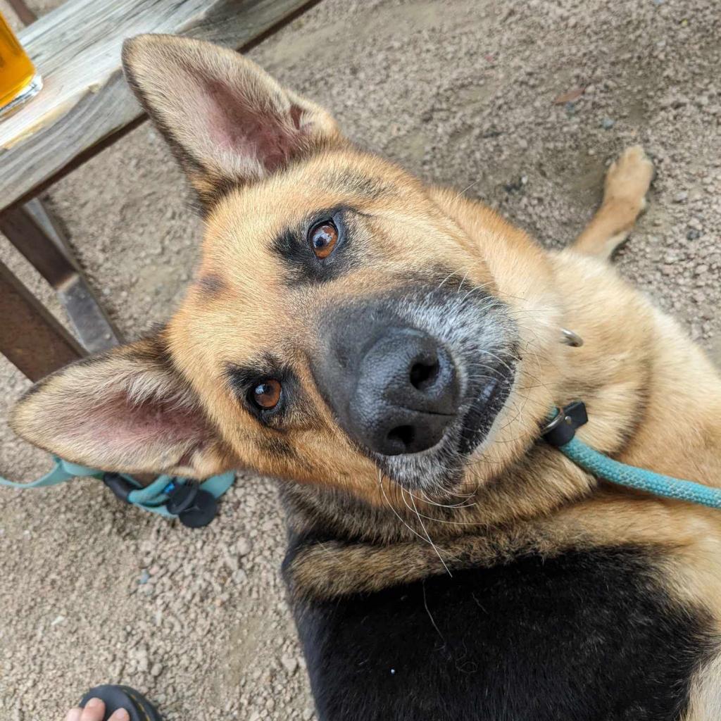 Enlarge Leo, a Adoptable German Shepherd Dog in Houston, TX image 5/5