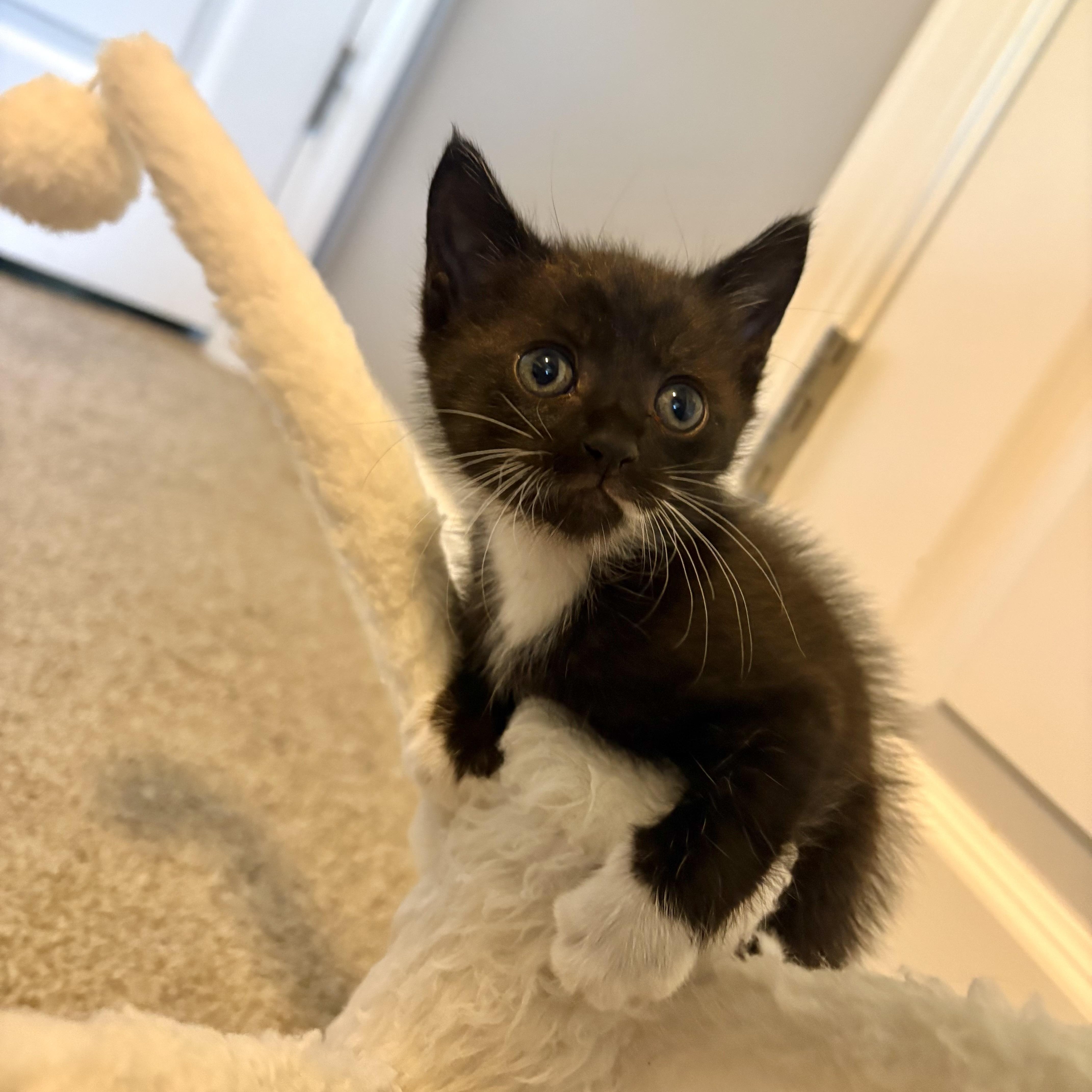 Enlarge Gabapentin (Gabby), a Adopted mixed breed in Youngstown, FL image 2/3