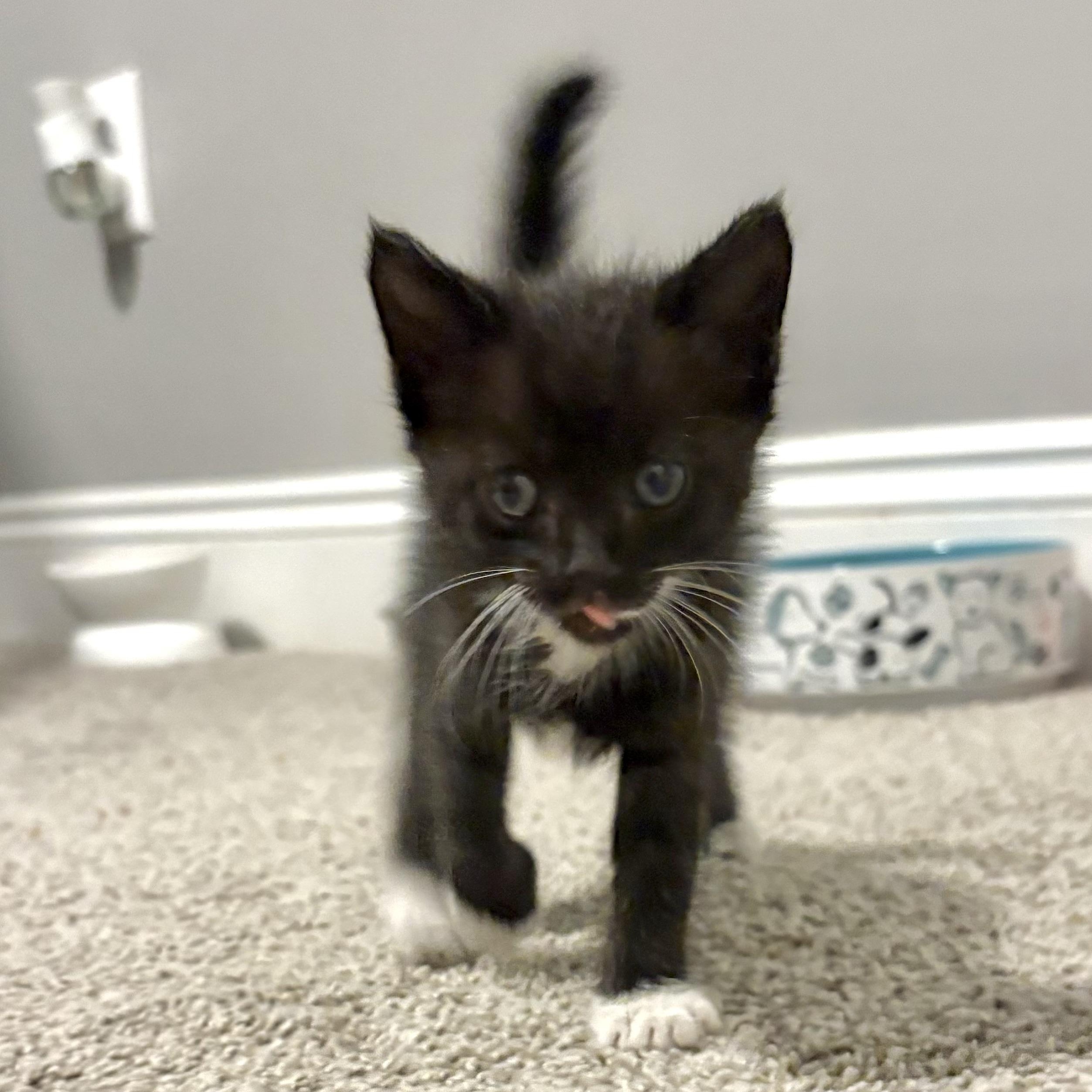 Gabapentin (Gabby), Adopted, Kitten Female Domestic Medium Hair.