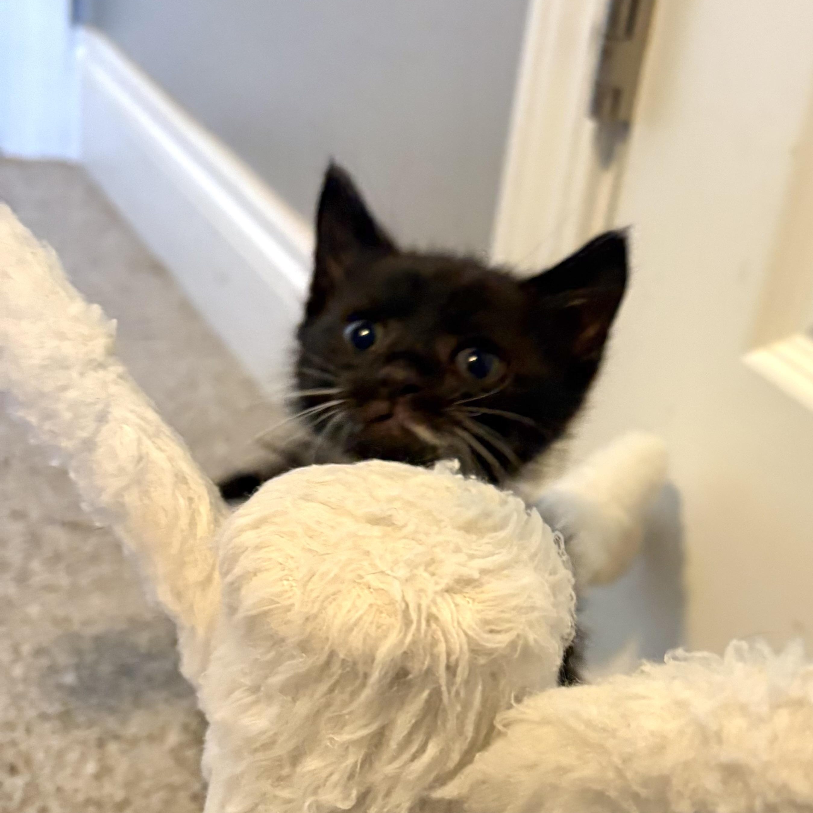 Enlarge Gabapentin (Gabby), a Adopted mixed breed in Youngstown, FL image 3/3