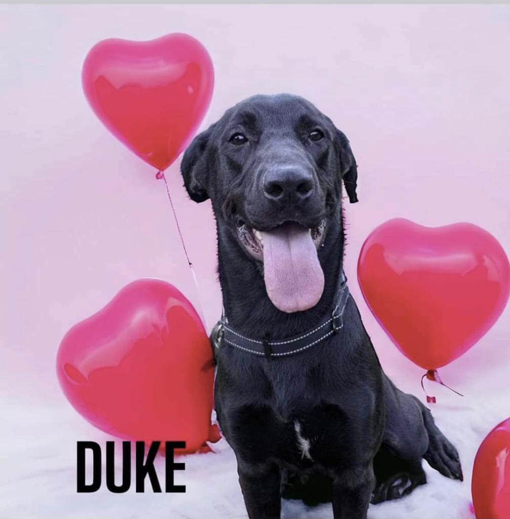 DUKE, Adoptable, Adult Male Labrador Retriever.