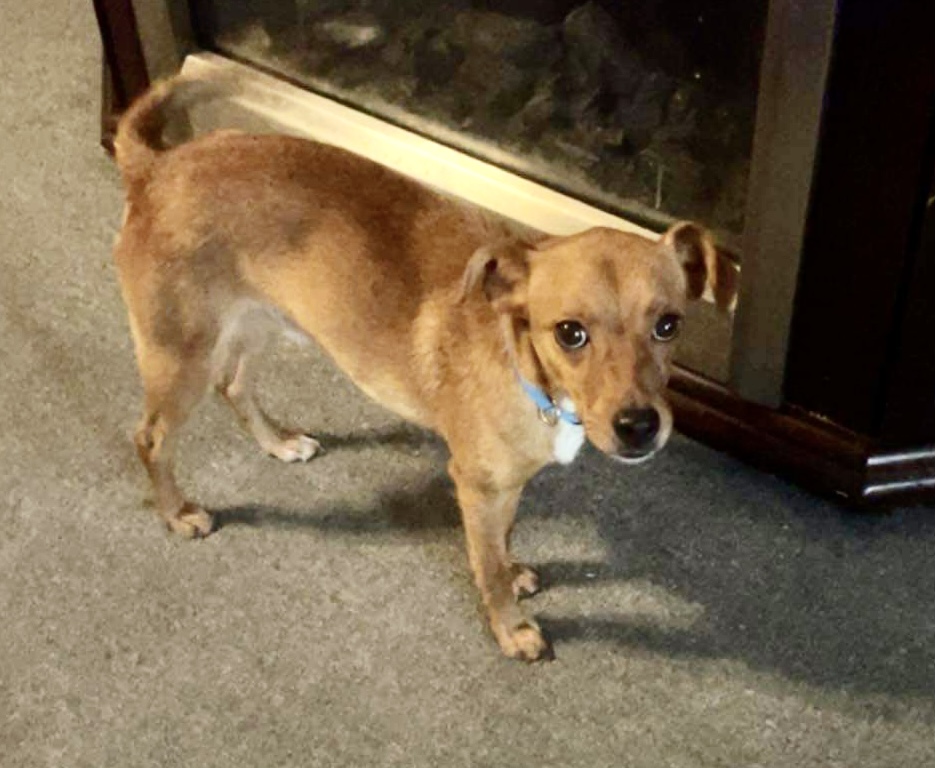 Sulphur, LA Animal Shelters & Rescues