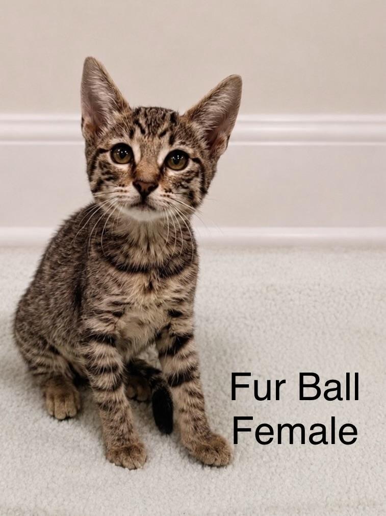 Enlarge Fur Ball, a ADOPTABLE Tabby in Oakley, CA image 1/1