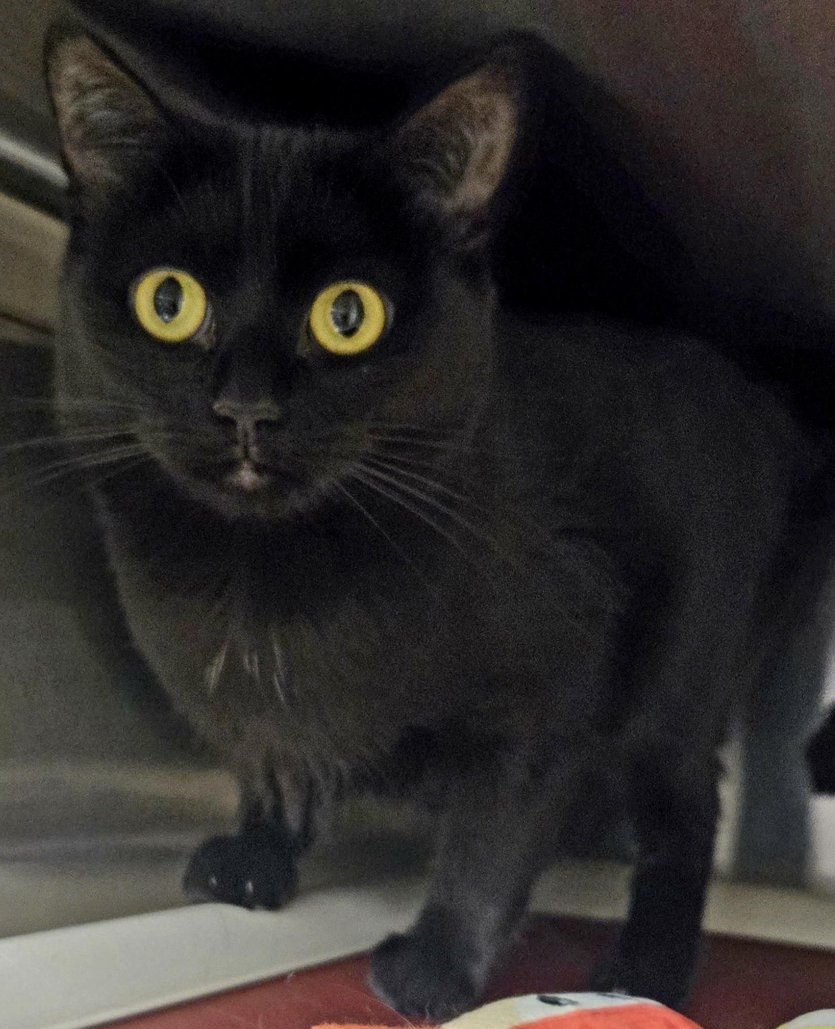 Baby, ADOPTABLE, Adult Female Domestic Short Hair.