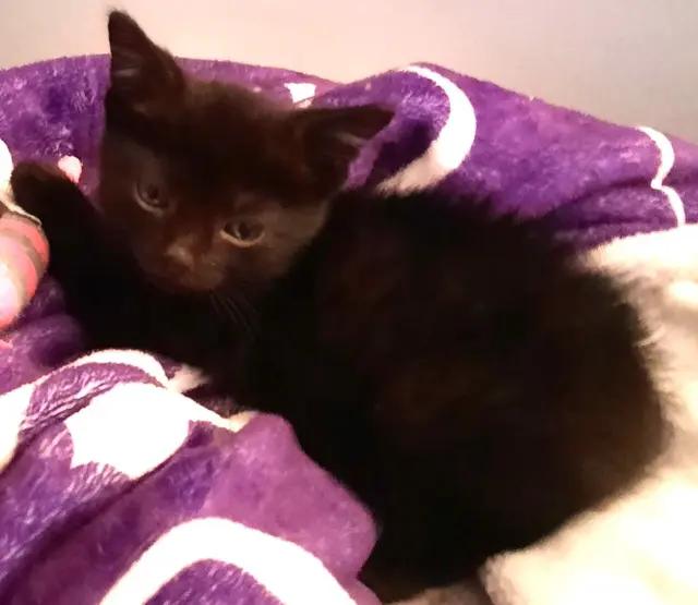Felix - in foster care, an adopted Domestic Short Hair in Randolph, NJ image 4/4