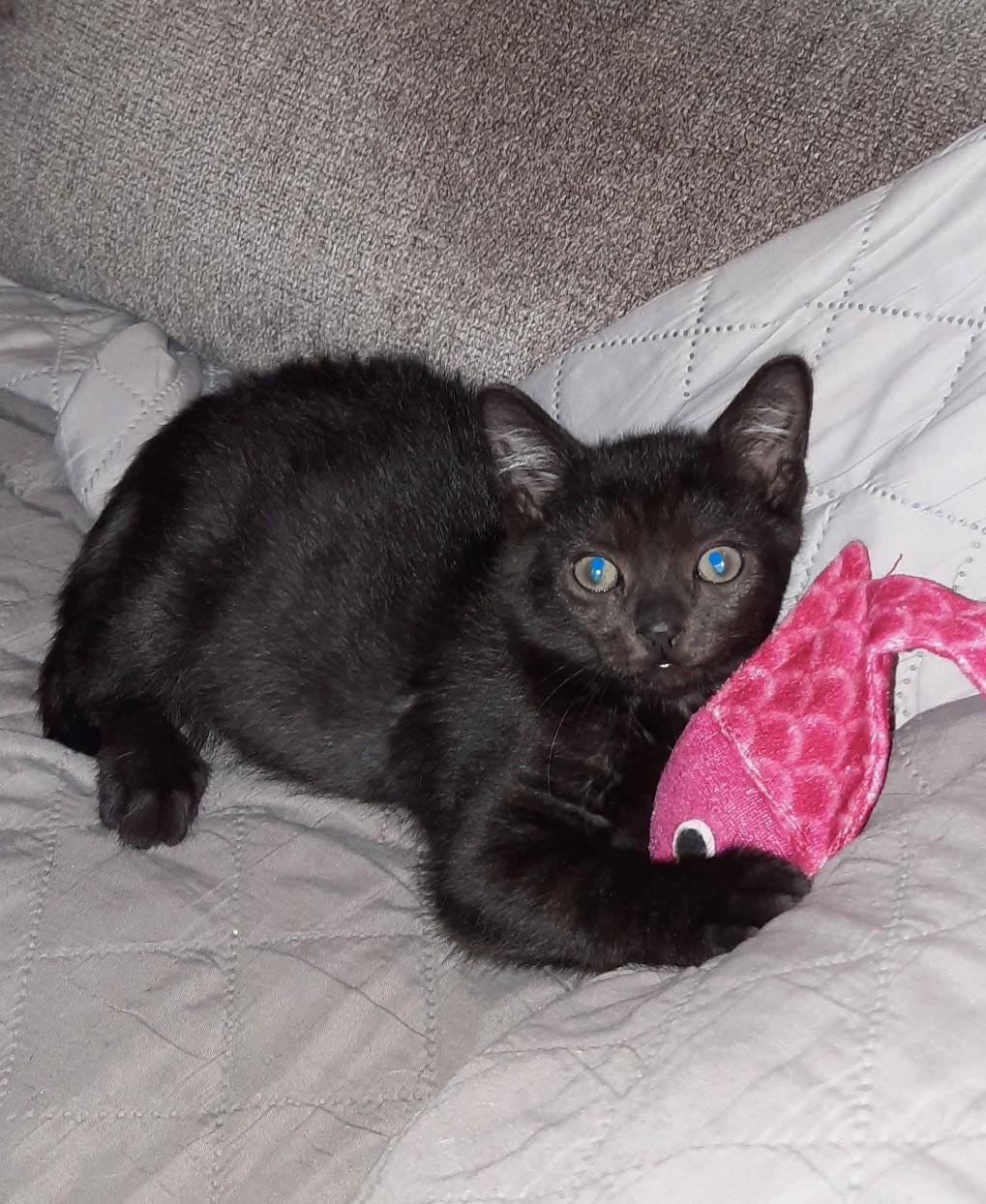 Felix - in foster care, an adopted Domestic Short Hair in Randolph, NJ image 2/4