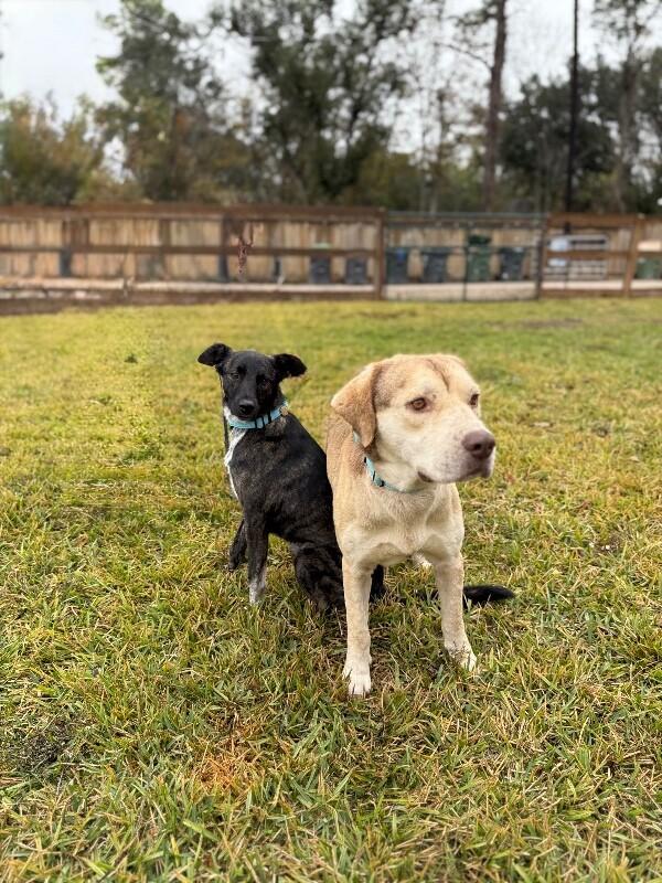 Jersey Girl Your Ultimate Cheerleader — thumbnail 2