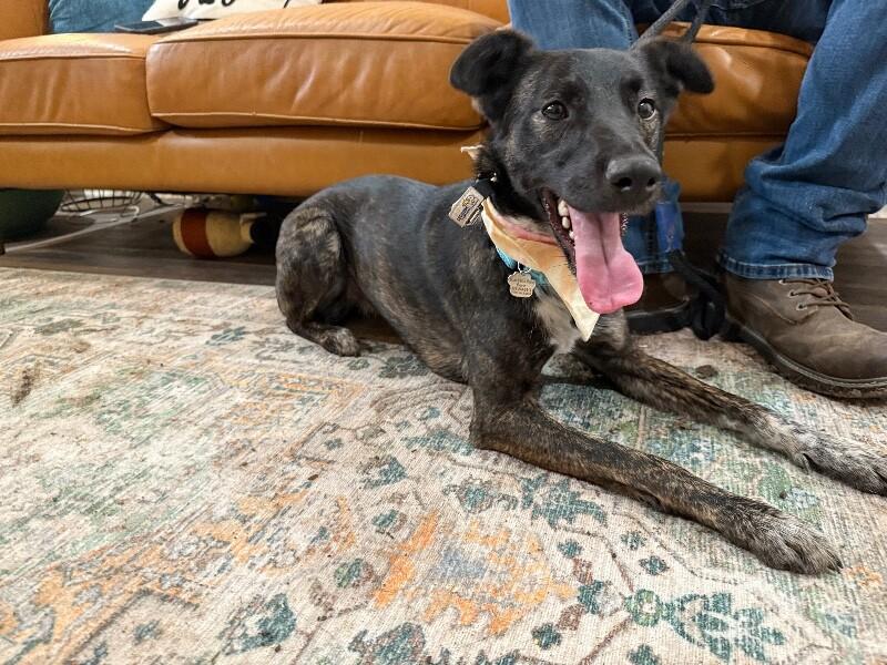 Jersey Girl Your Ultimate Cheerleader — thumbnail 5