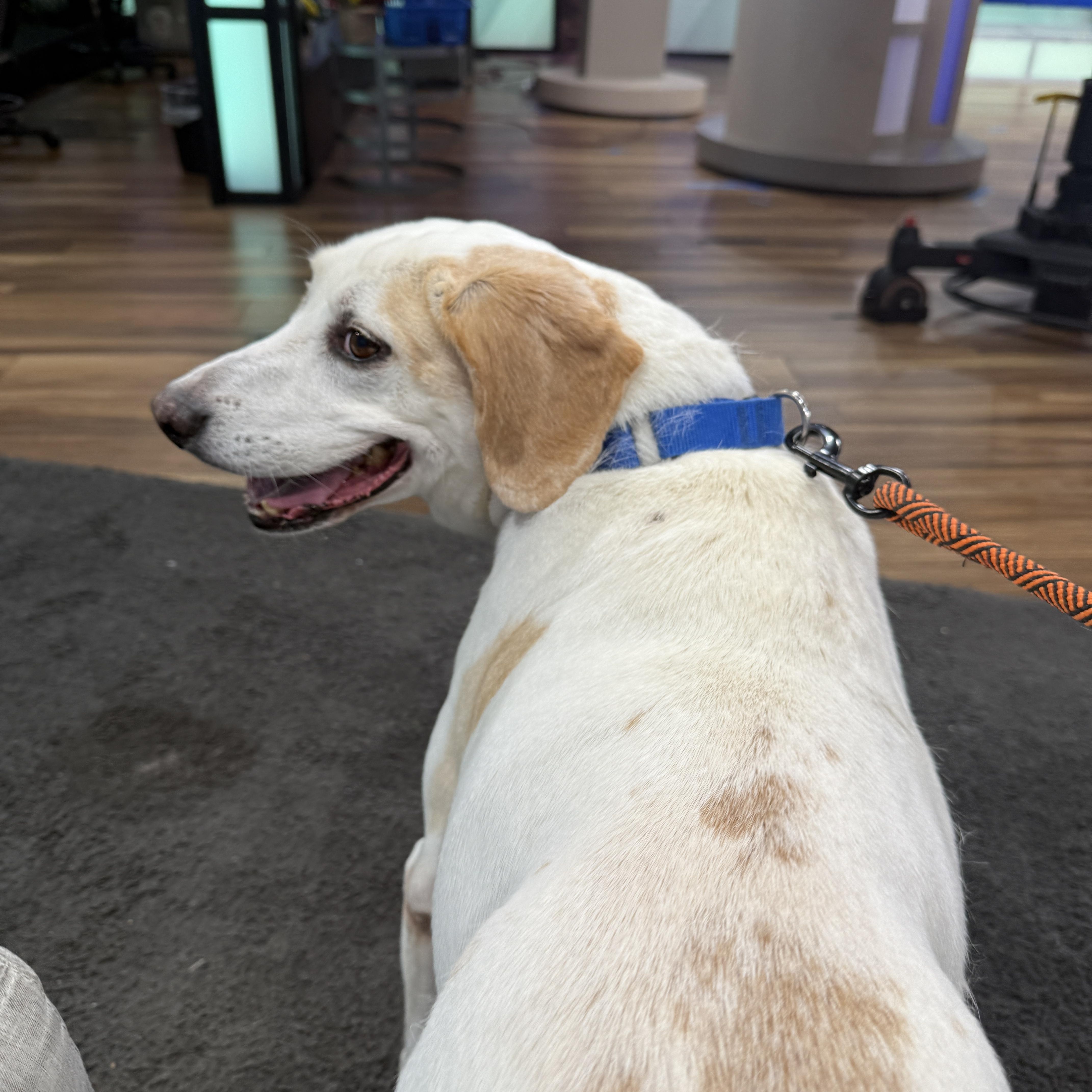 Harvey, Adoptable, Senior Male Labrador Retriever.