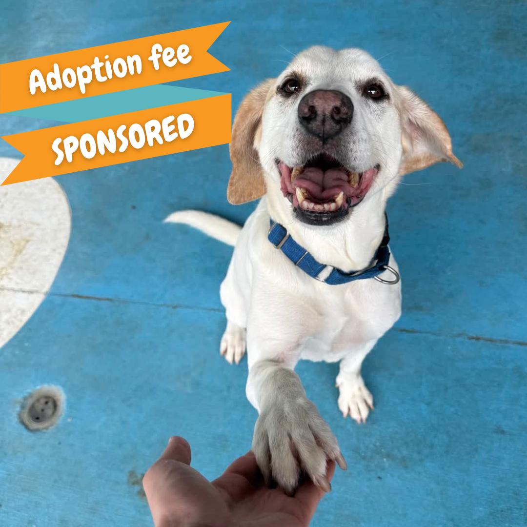 Enlarge Harvey, a Adoptable mixed breed in Springfield, MO image 1/5