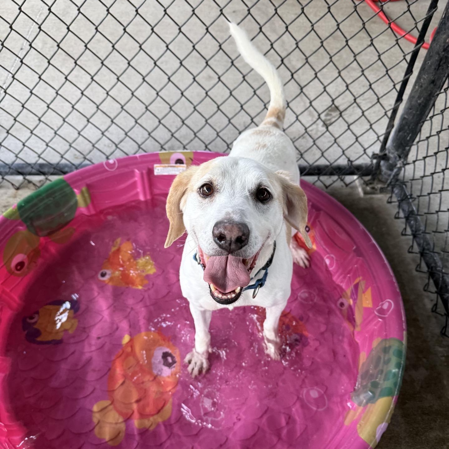 Harvey, a Adoptable mixed breed in Springfield, MO image 2/6