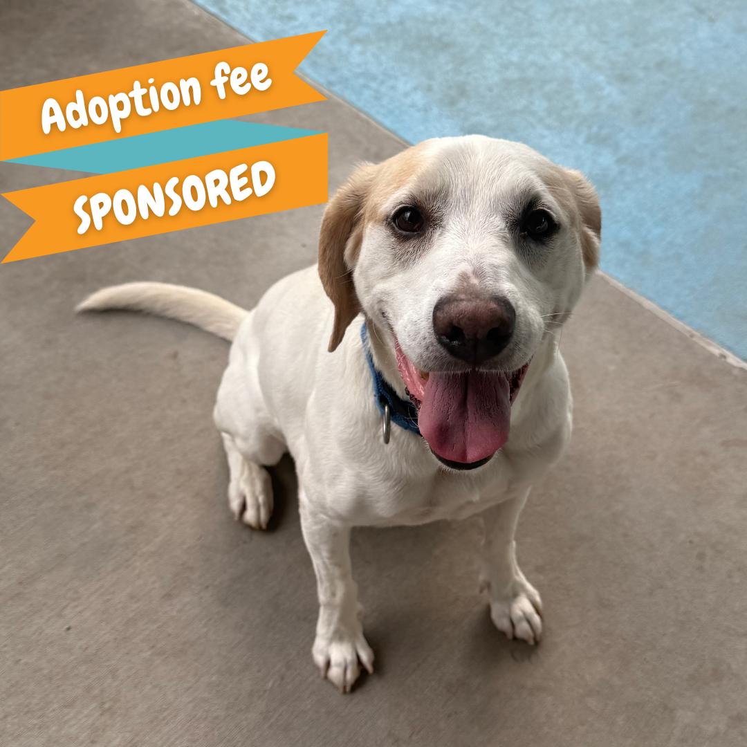 Harvey, Adoptable, Senior Male Labrador Retriever.