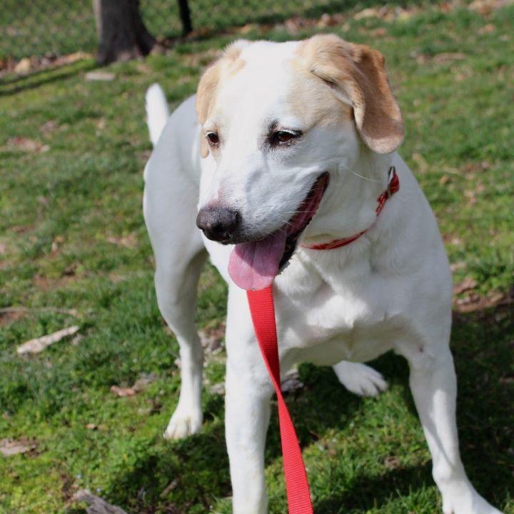 Enlarge Harvey, a Adoptable mixed breed in Springfield, MO image 3/5