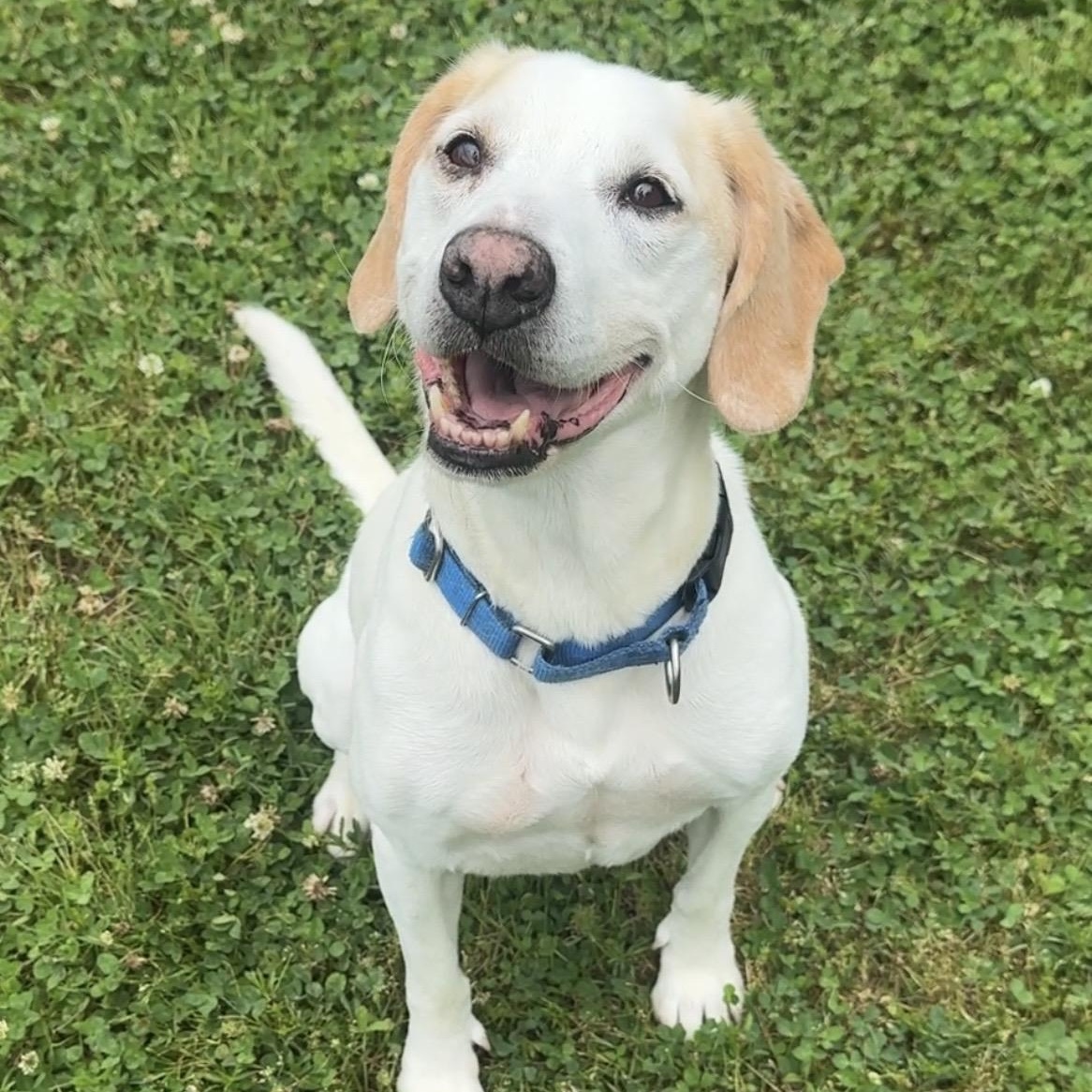 Enlarge Harvey, a Adoptable mixed breed in Springfield, MO image 2/5