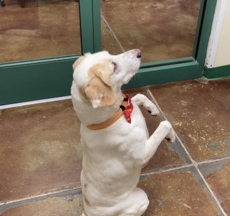 Enlarge Harvey, a Adoptable mixed breed in Springfield, MO image 4/5