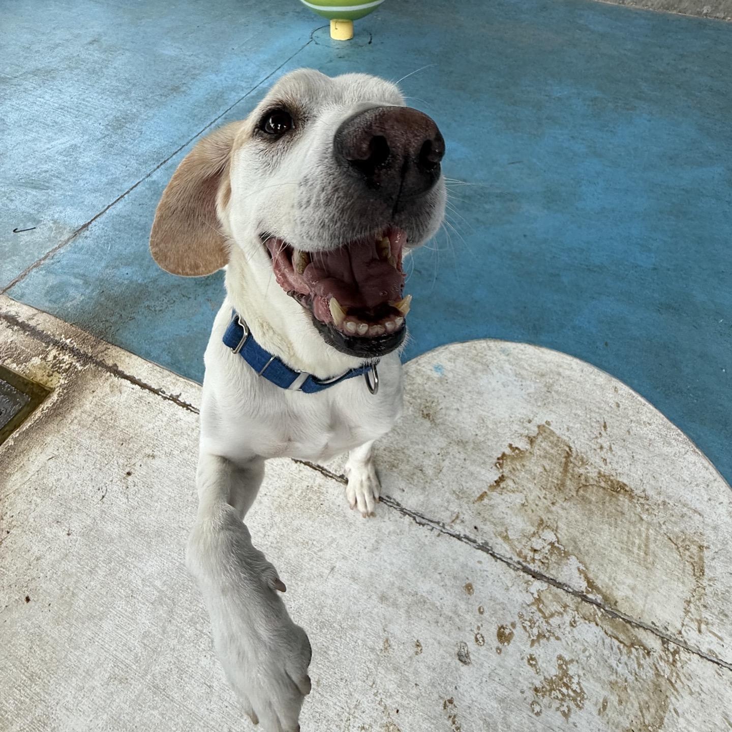 Enlarge Harvey, a Adoptable mixed breed in Springfield, MO image 4/5