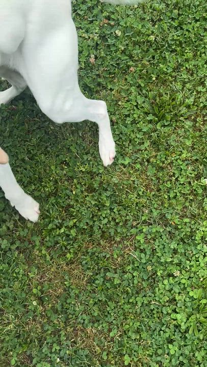 Enlarge Harvey, a Adoptable mixed breed in Springfield, MO video 5/5