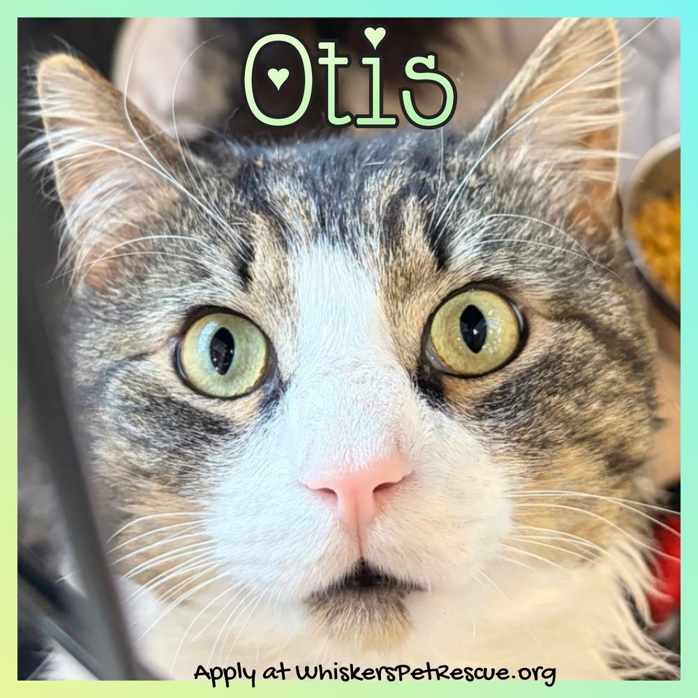 Enlarge Otis (fiv+), a Adoptable mixed breed in Southbury, CT image 1/2