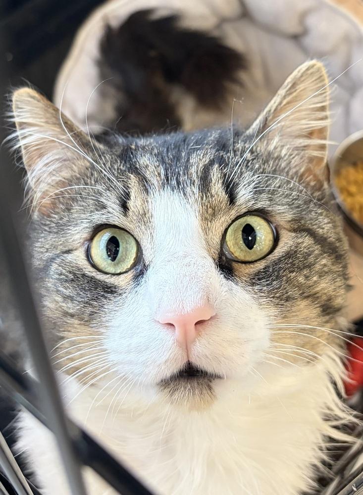 Otis (fiv+), Adoptable, Adult Male Domestic Medium Hair.