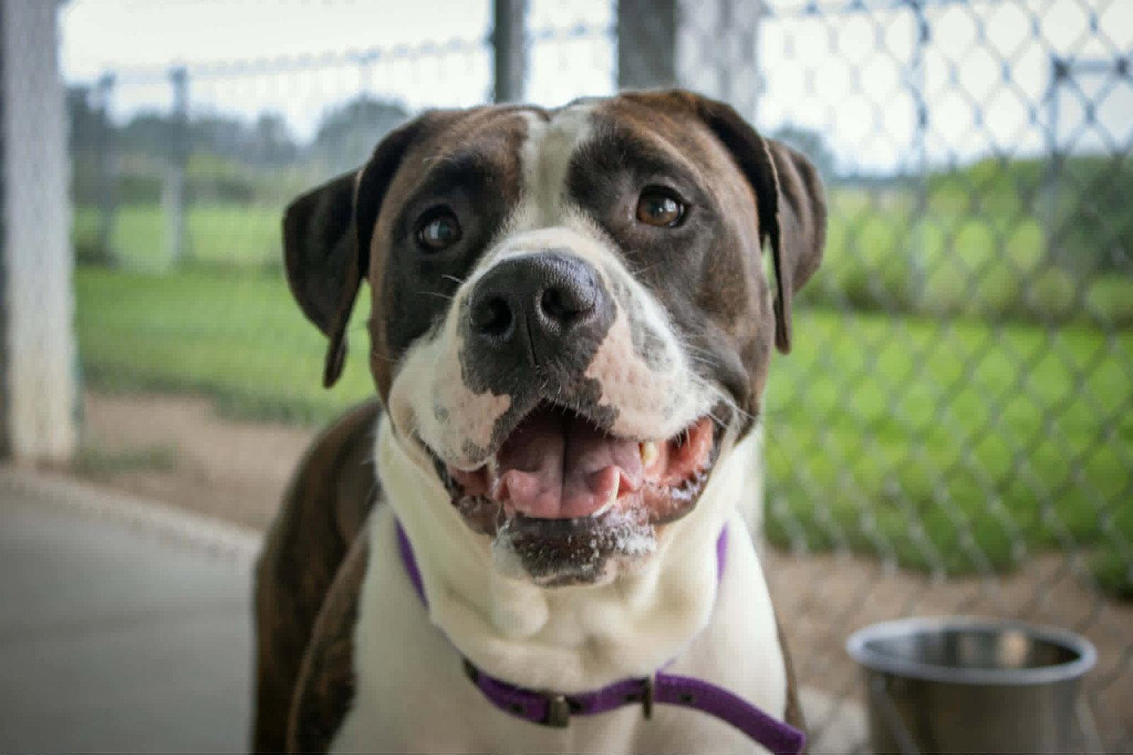 Netta, Adoptable, Adult Female Pit Bull Terrier & Boxer.