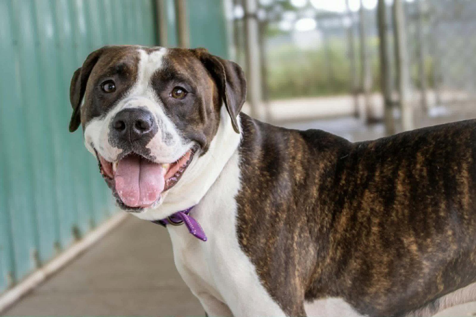 Enlarge Netta, a Adoptable mixed breed in Austin, MN image 2/3