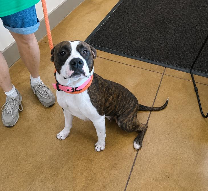 Enlarge Netta, a Adoptable mixed breed in Austin, MN image 3/3