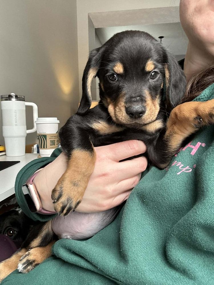 Barqs - fostered in Omaha, Adoptable, Puppy Male Beagle.