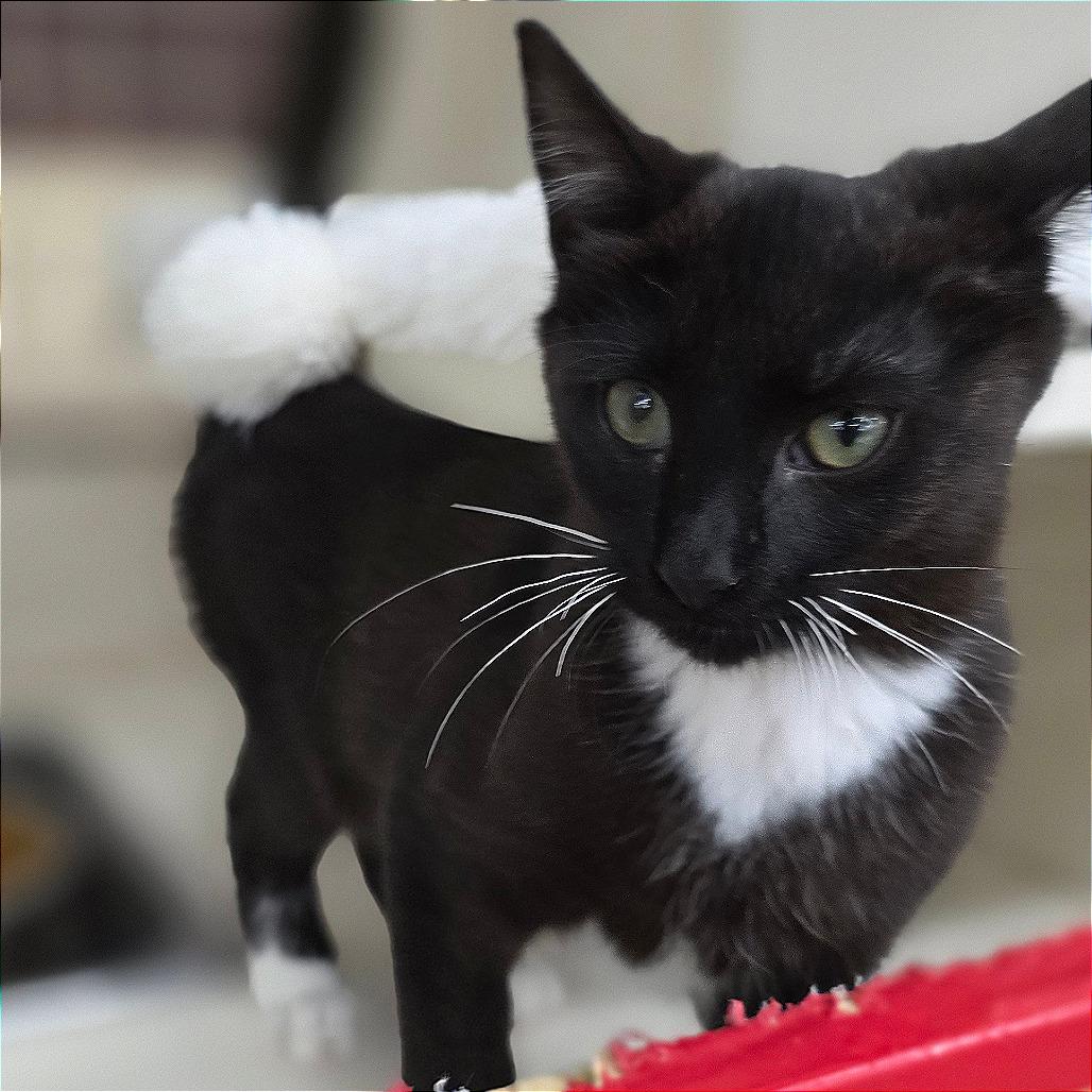Sammy, Adoptable, Kitten Female Domestic Short Hair.