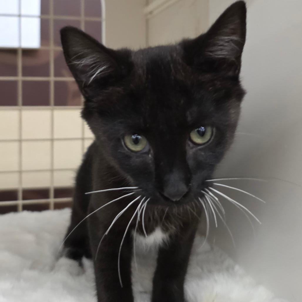 Enlarge Sammy, a Adoptable Domestic Short Hair in Williston, FL image 2/3