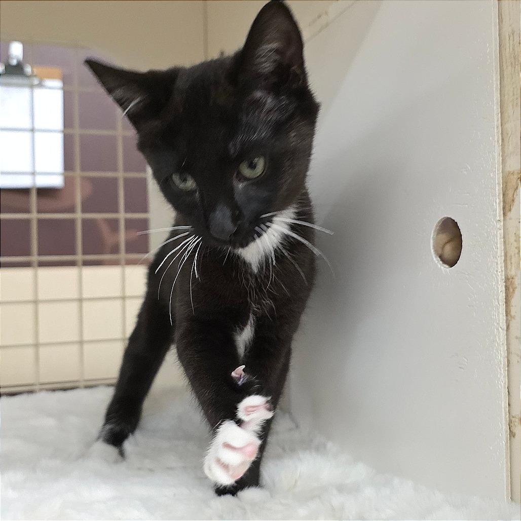Enlarge Sammy, a Adoptable Domestic Short Hair in Williston, FL image 3/3