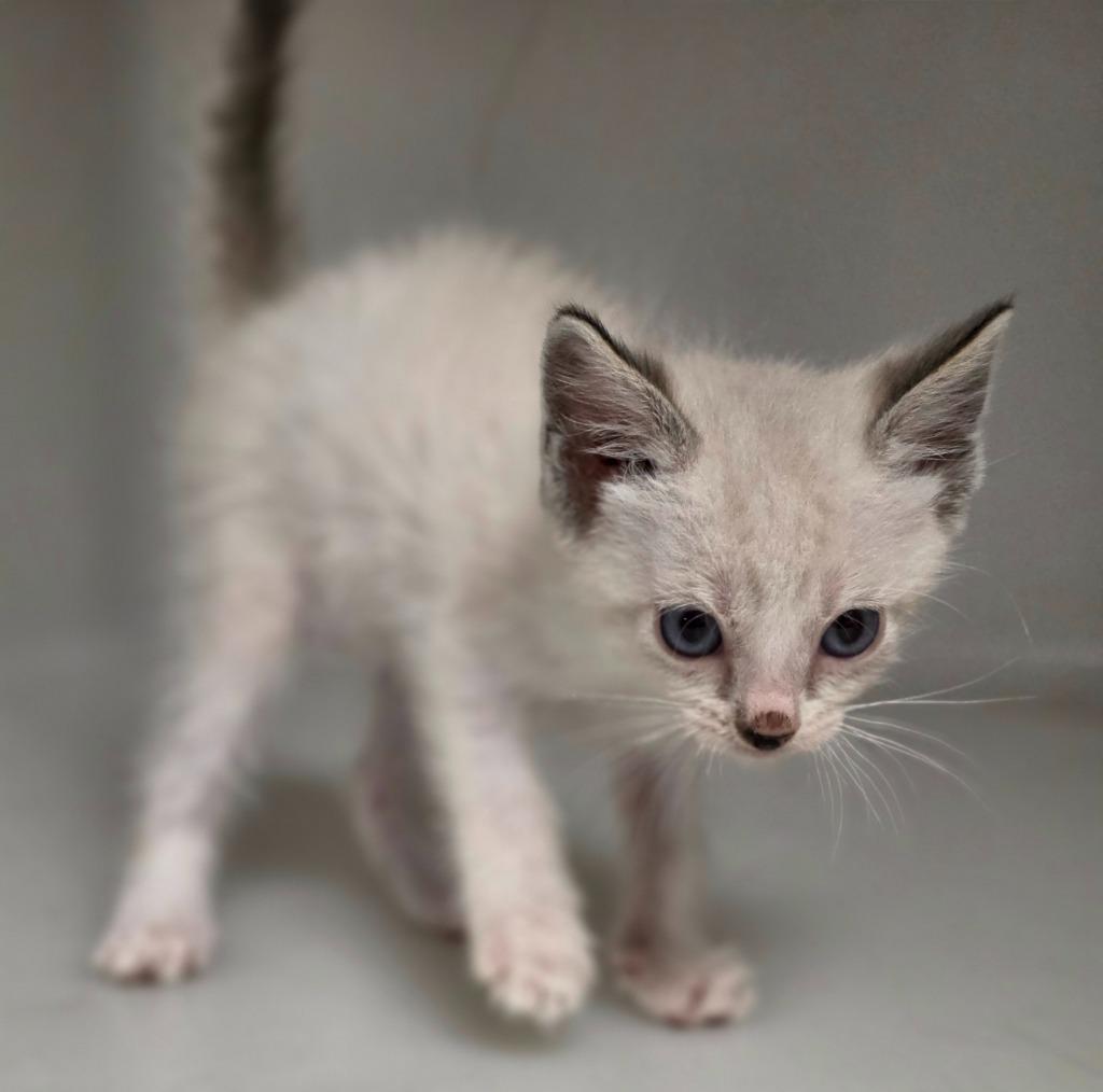 Enlarge Kitten 2, a Adoptable mixed breed in Highland Village, TX image 1/1