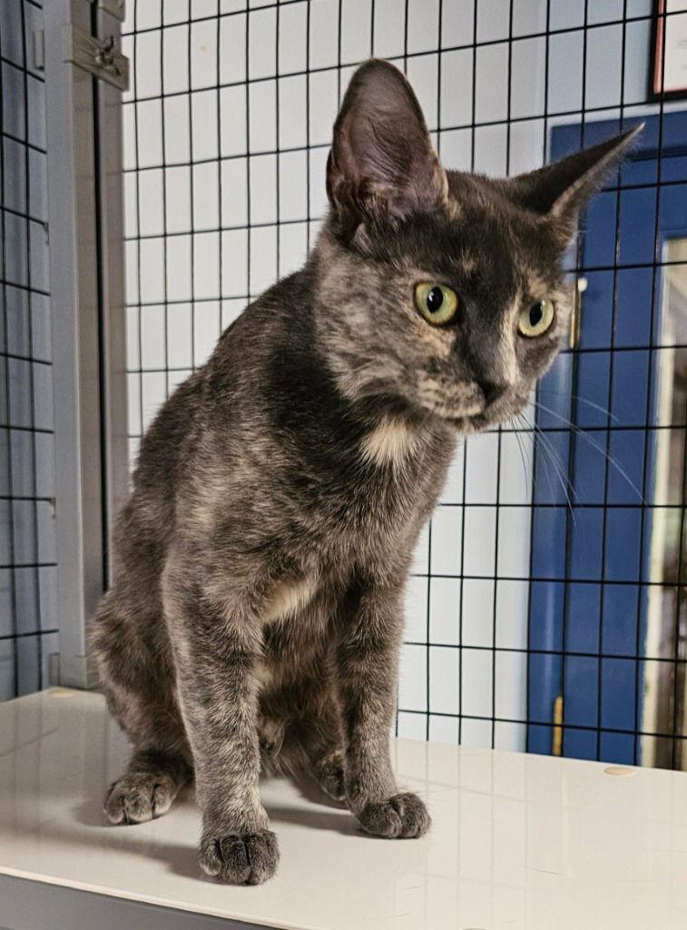 Gypsy, a Adoptable Dilute Tortoiseshell in Lovingston, VA image 1/3