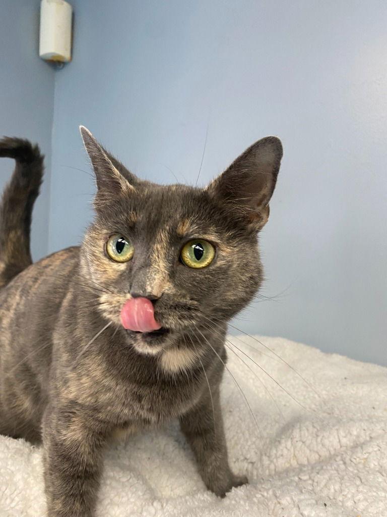 Gypsy, Adoptable, Adult Female Dilute Tortoiseshell.