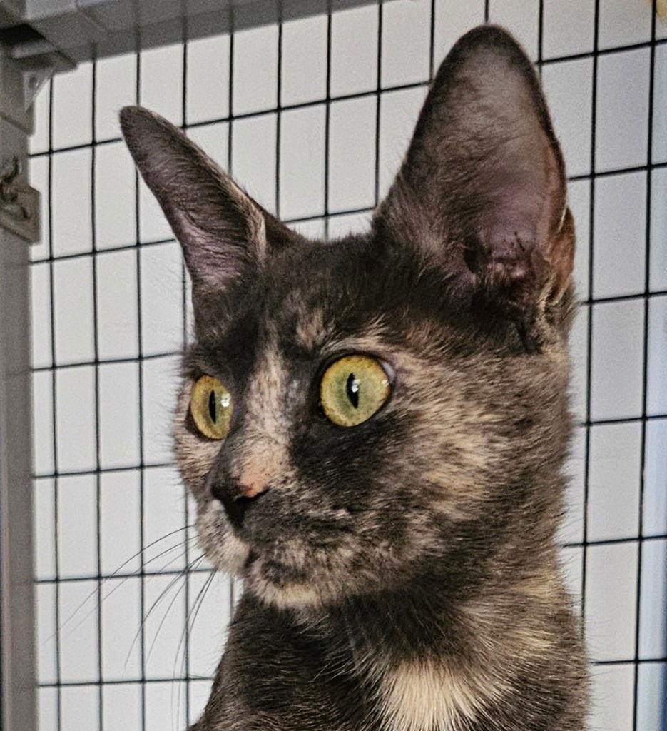 Gypsy, a Adoptable Dilute Tortoiseshell in Lovingston, VA image 2/3