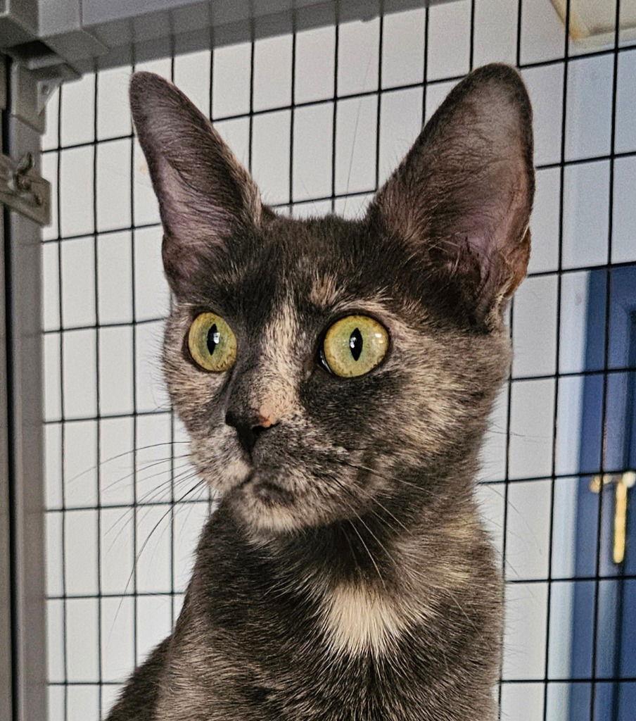 Gypsy, a Adoptable Dilute Tortoiseshell in Lovingston, VA image 3/3