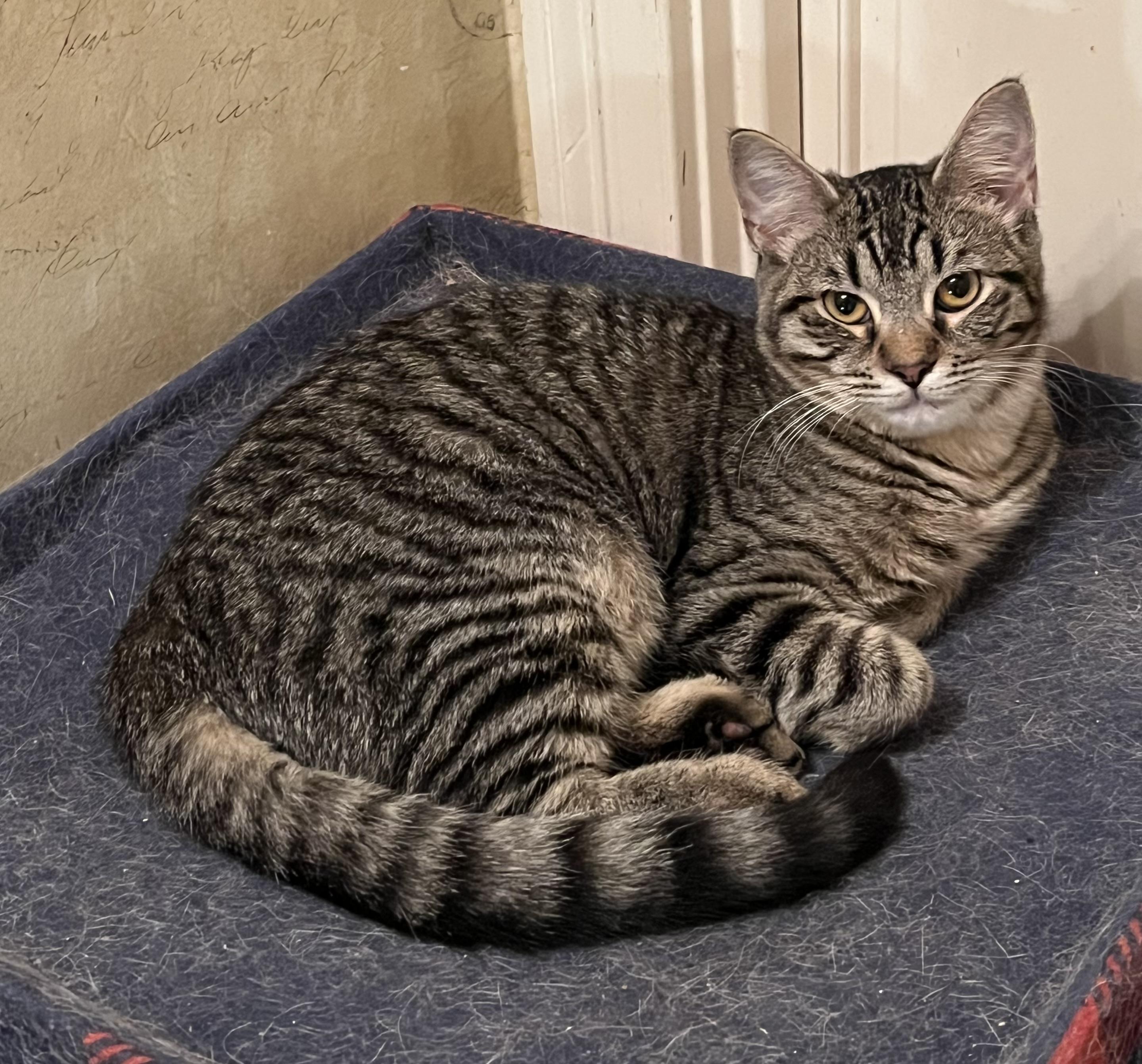 Bubbles , Adoptable, Kitten Female Tabby.