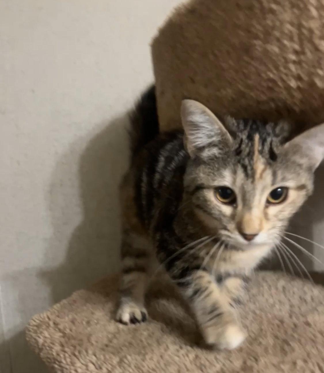LOCKET, Adopted, Kitten Female Domestic Short Hair.