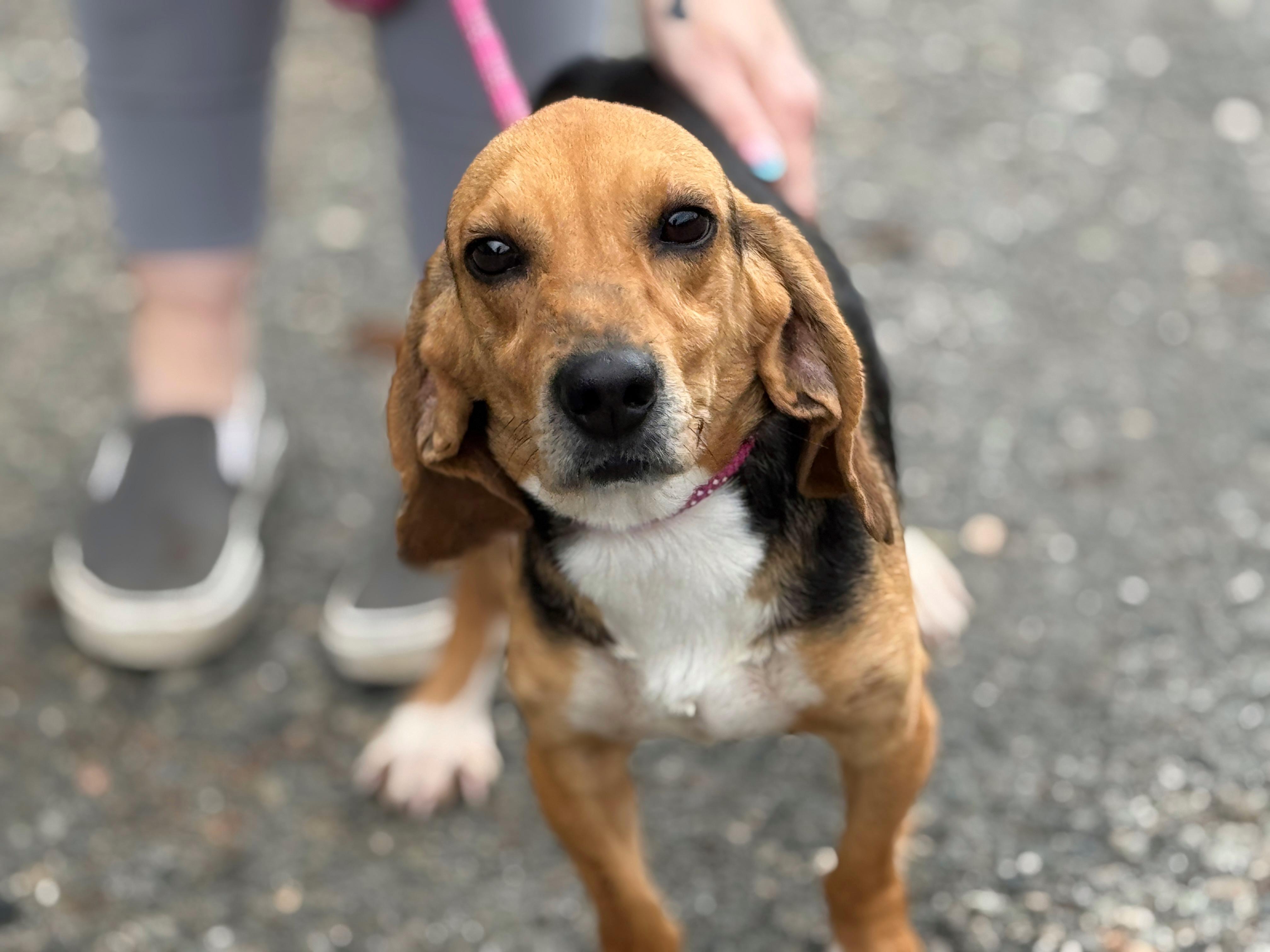 Enlarge Hamlet, a ADOPTABLE Beagle in Richmond, VA image 3/5